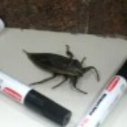 Large Insect