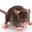 HoffTheRat