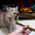 franknarf