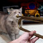 franknarf