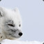 ArcticFox