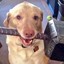 labraTHOR