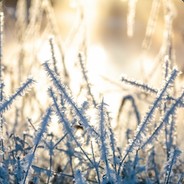 crepusculescintillant