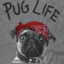 PUG LIFE