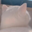 ConchLove