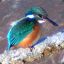 kingfisher