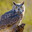 Dr. Owl