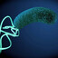 Helicobacter pylori