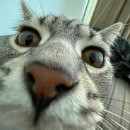 плаки плаки