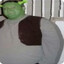 shrek