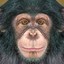 Random Chimp Event