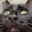КОТИК