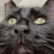 КОТИК