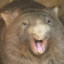 Hawaiian Wombat