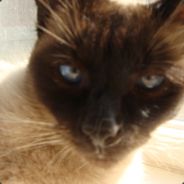 DogStyle - steam id 76561197970945308