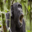 chimpanzee's avatar