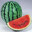 watermelonfelon123