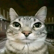 𐓏 𝓐𝓵𝓹𝓱𝓪 𐓏