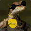 Yeezus Lizard