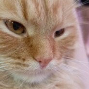 Рядовой_котикRtx3070