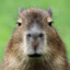 The Capybara of Doom
