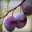 plums