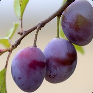 plums