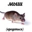 мыш усатый