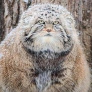 Tybor - steam id 76561197960303722