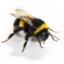 Bubel Bee