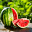 watermelonsы)