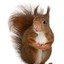 ★Squirrel