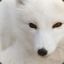 WhiteFox