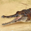 Tomistoma