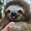 sloth ♚