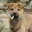 Cigarette Dawg