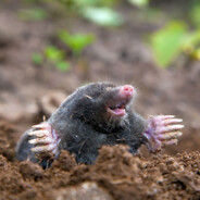 Yzo a.k.a. Krtkomandias