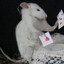 Rata