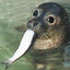 Seal with fish