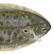 Lenguado