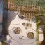 ebuchii bill