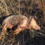 Dead_pig