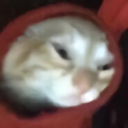 狗熊岭第一美人松