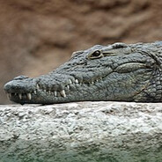 SmokingCrocodile