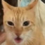 Kissa