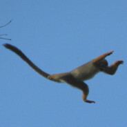 FlyingMonkey