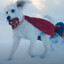 CACHORRO DO SUPERMAN