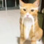 Gato Pelao