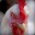 BushyChicken49