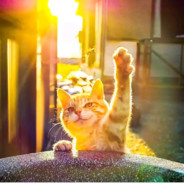 Alt+F4查看蟹黄堡秘方